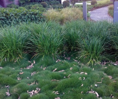 Liriope muscari - JUST RIGHT® - Blue Lily Turf 'LIRJ' PBR