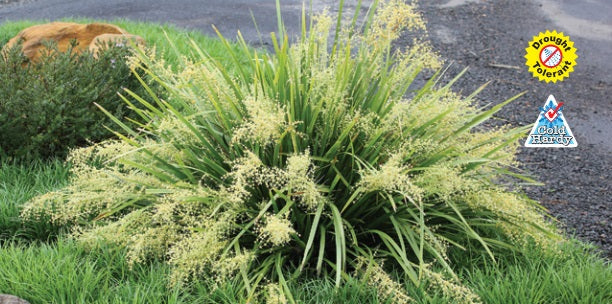 Lomandra hystrix - KATIE BELLES™ - Green Mat-Rush 'LHBYF' PBR