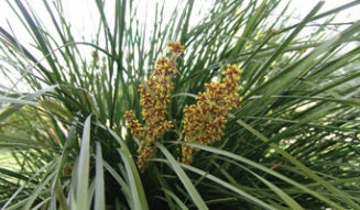 Lomandra longifolia - NYALLA® - Spiny-Head Mat-Rush 'LM400' PBR
