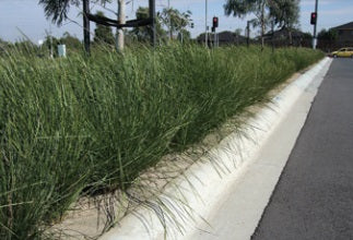 Lomandra longifolia - NYALLA® - Spiny-Head Mat-Rush 'LM400' PBR