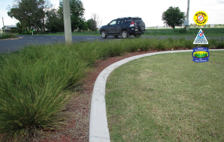 Lomandra fluviatilis - SHARA™ - River Mat-Rush 'ABU7' PBR