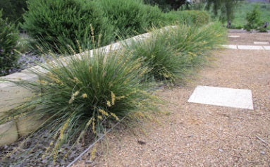 Lomandra fluviatilis - SHARA™ - River Mat-Rush 'ABU7' PBR
