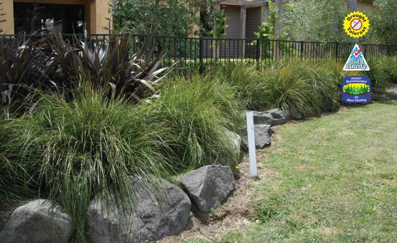 Lomandra longifolia - TANIKA® - Spiny-Head Mat-Rush 'LM300' PBR