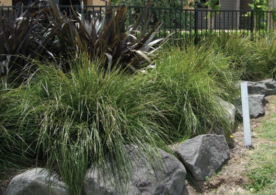 Lomandra longifolia - TANIKA® - Spiny-Head Mat-Rush 'LM300' PBR