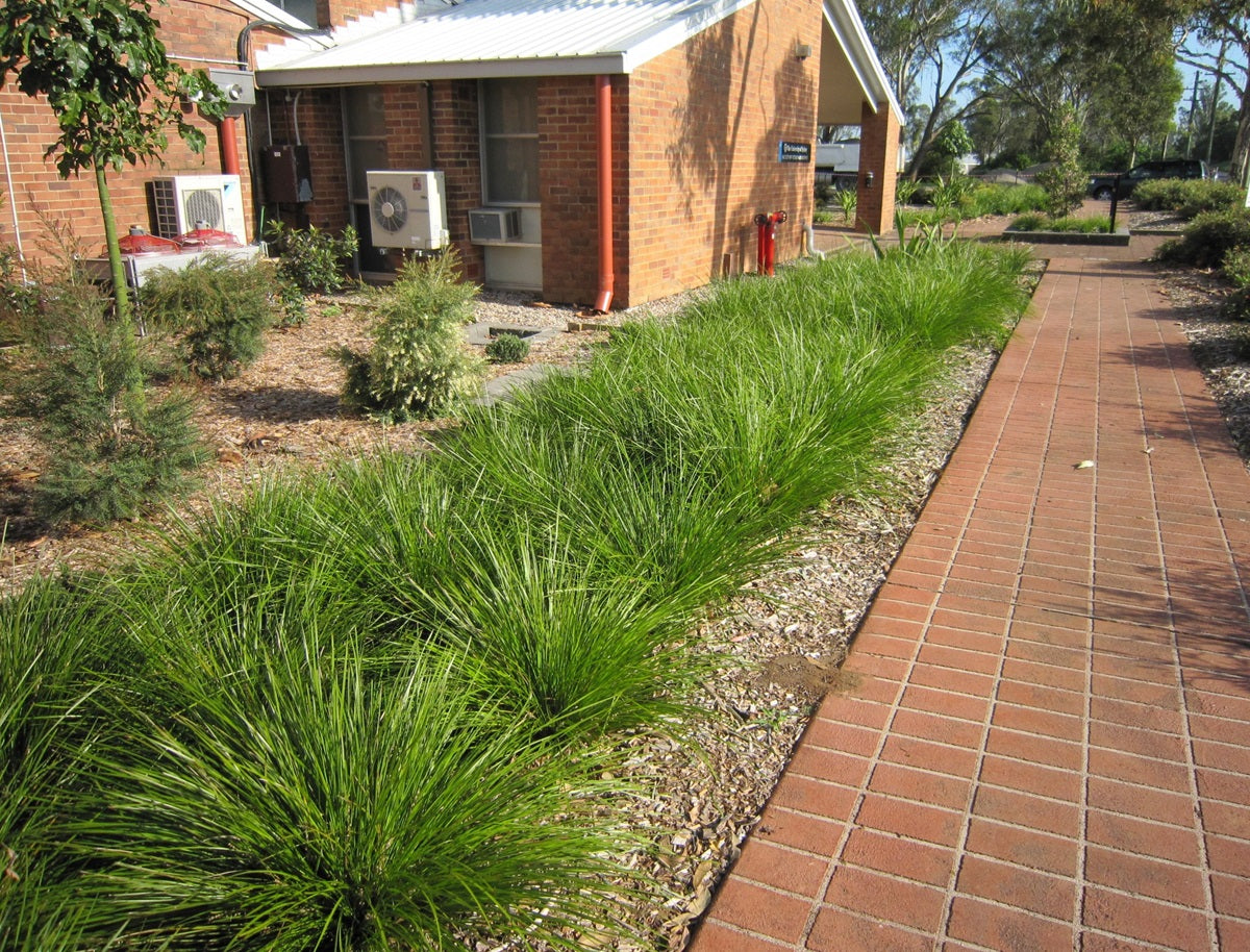 Lomandra longifolia - TANIKA® - Spiny-Head Mat-Rush 'LM300' PBR