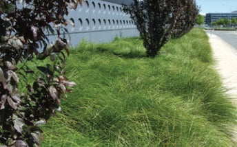 Lomandra longifolia - TANIKA® - Spiny-Head Mat-Rush 'LM300' PBR