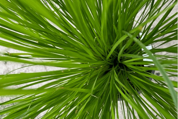 Lomandra longifolia - TRUE LIME™ - Spiny-Head Mat-Rush 'LM516' PBR