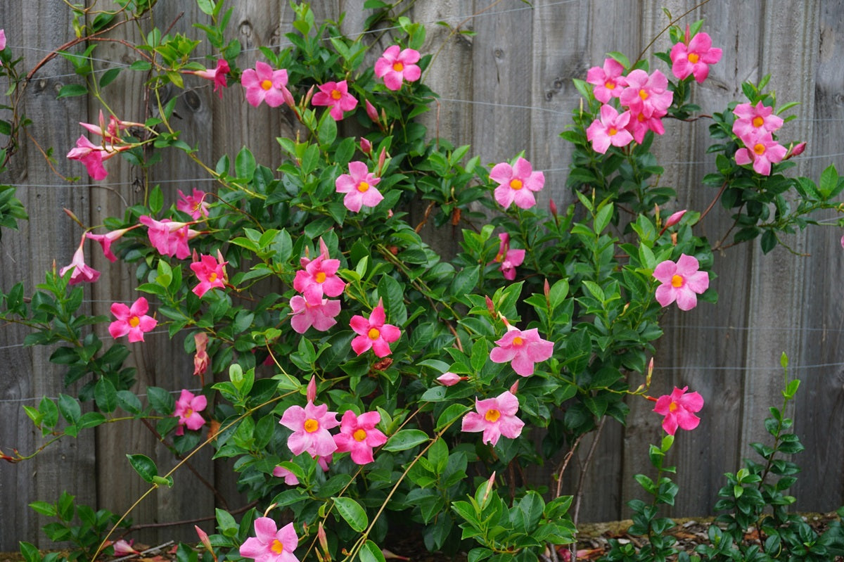Mandevilla - ALL SEASONS PINK - Rocktrumpet