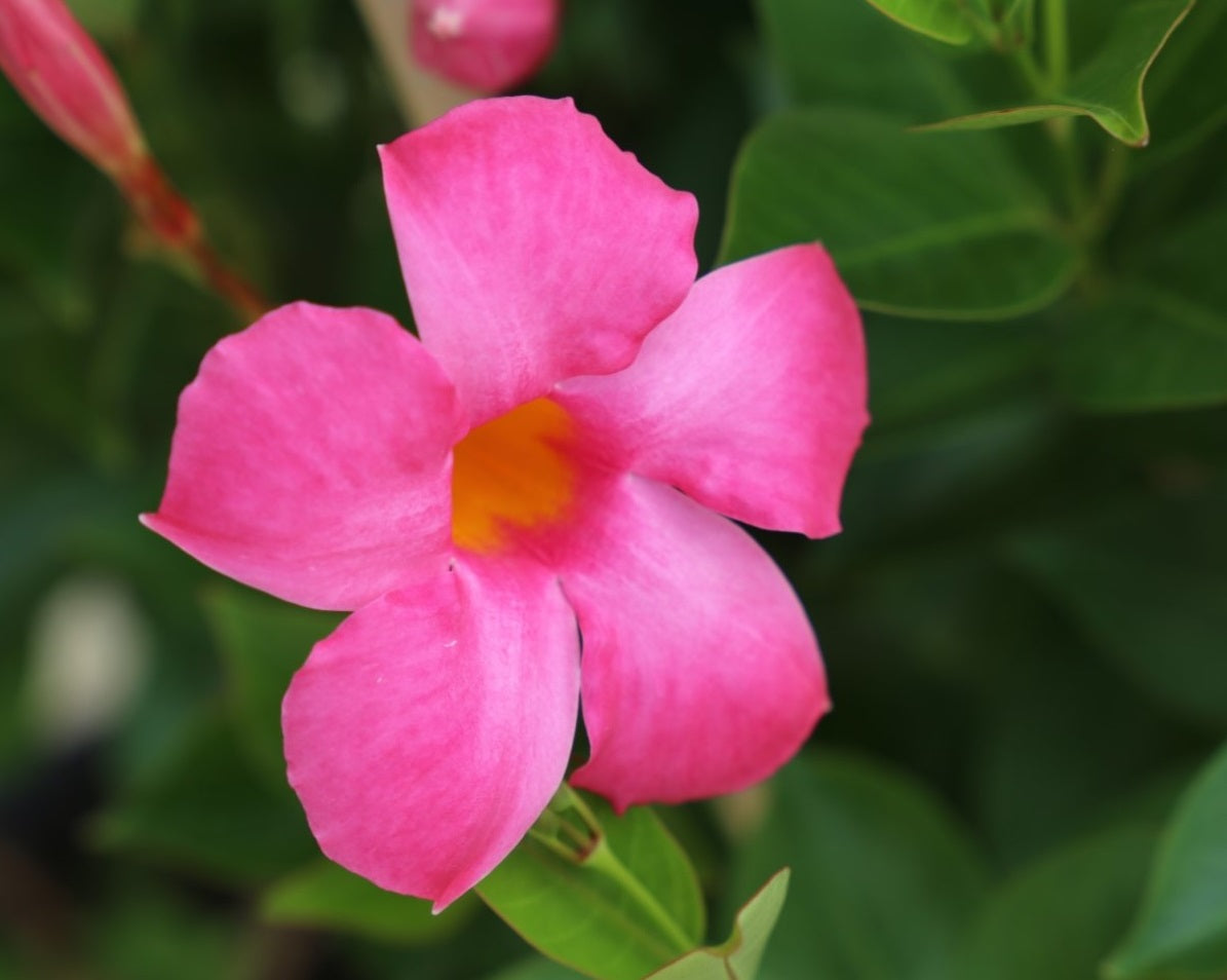 Mandevilla - ALL SEASONS PINK - Rocktrumpet