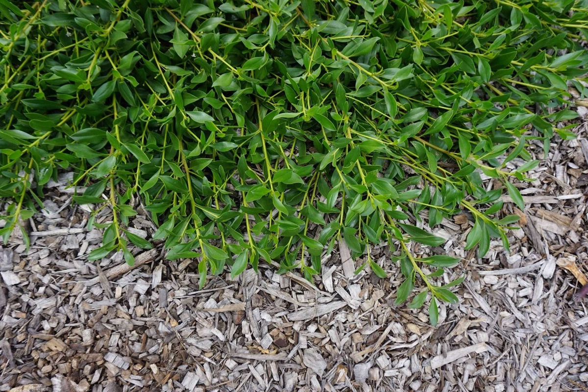 Myoporum insulare - GROUND HUG™ - Prostrate Common Boobialla 'MYIN01' PBR