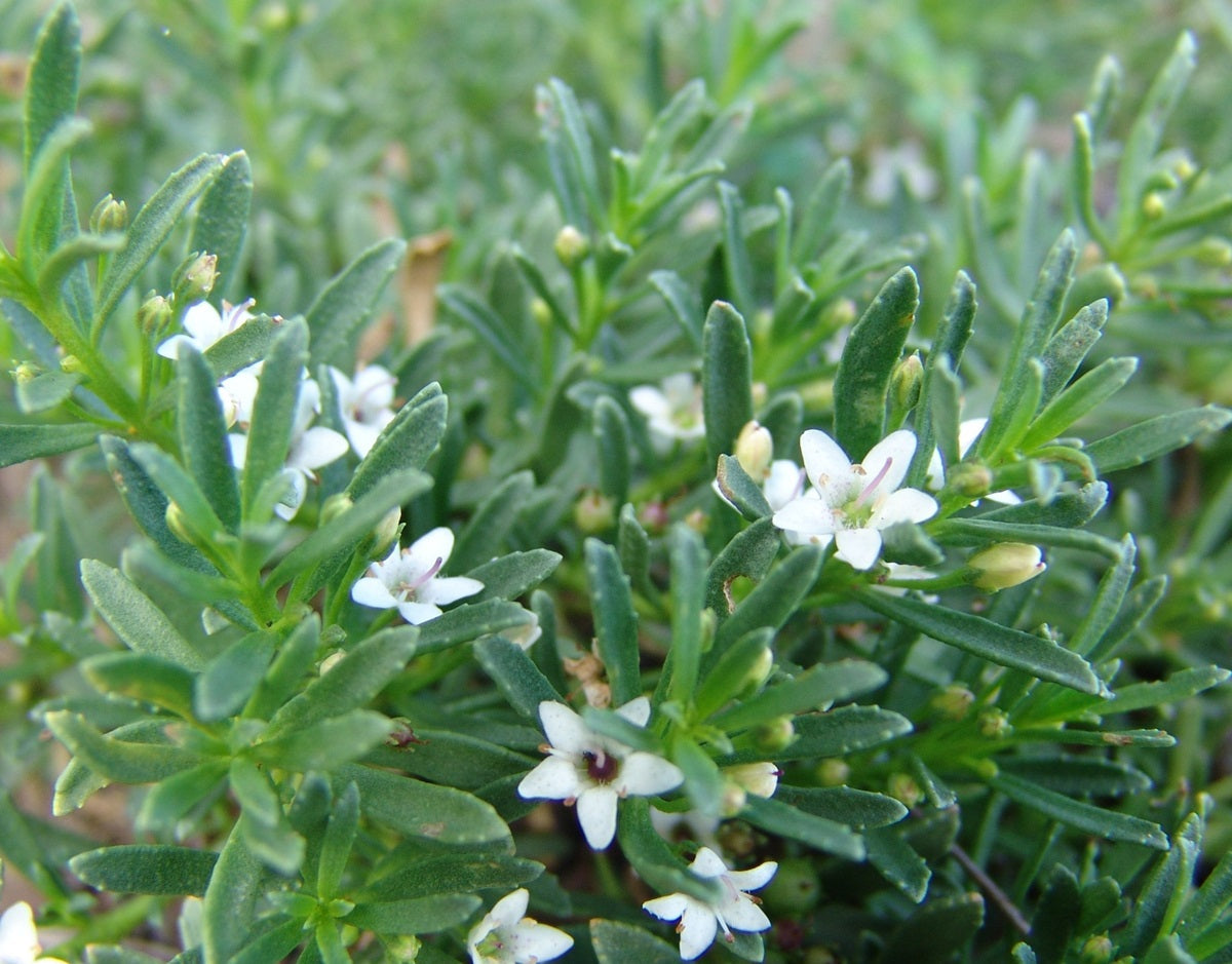 Myoporum parvifolium - YAREENA™ - Creeping Boobialla 'PARV01' PBR