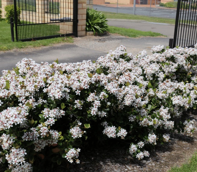 Rhaphiolepis indica - COSMIC WHITE™ - White Indian Hawthorn 'RAPH01' PBR