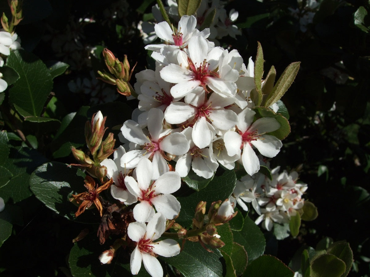 Rhaphiolepis indica - COSMIC WHITE™ - White Indian Hawthorn 'RAPH01' PBR