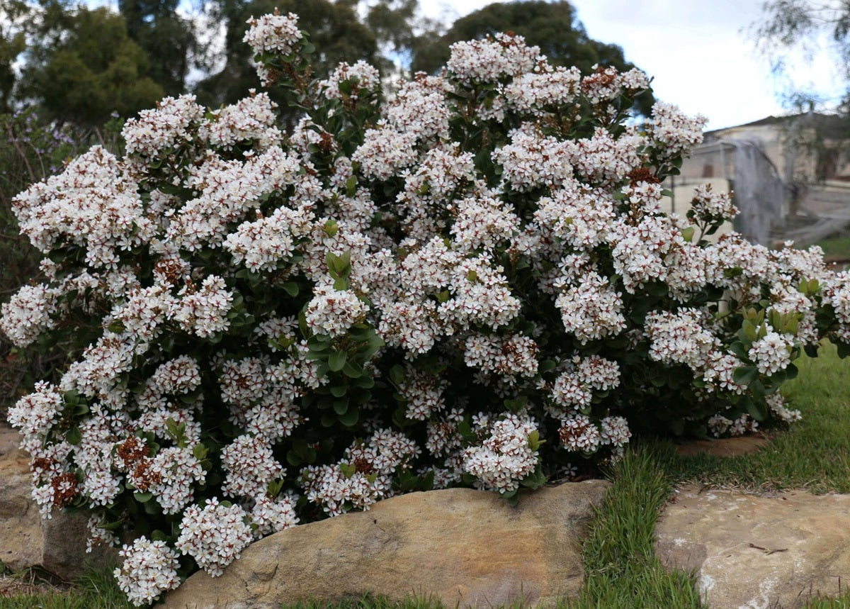 Rhaphiolepis indica - COSMIC WHITE™ - White Indian Hawthorn 'RAPH01' PBR