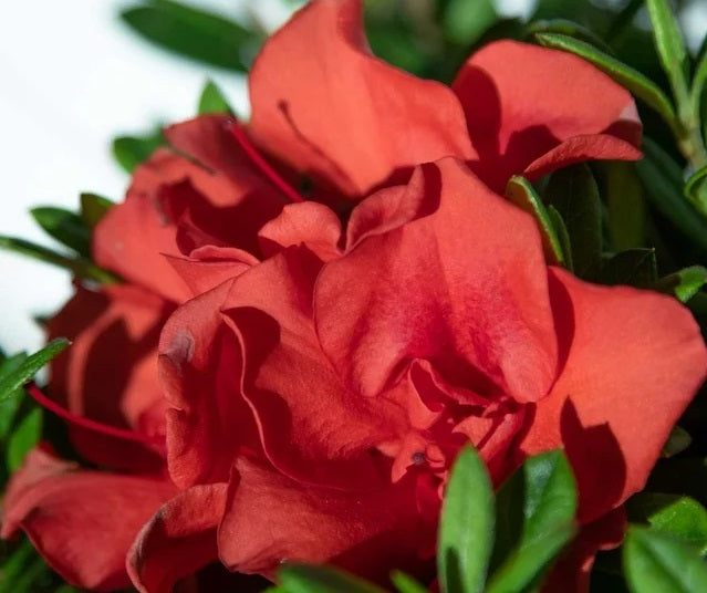 Rhododendron - AUTUMN EMBERS™ - Azalea 'CONLEB' PBR