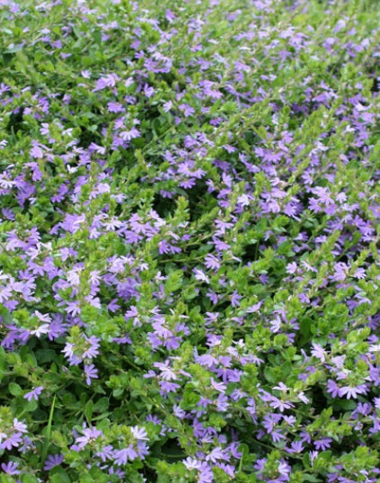 Scaevola humilis - PURPLE FUSION™ - Sandplain Fan-Flower 'PFS100' PBR
