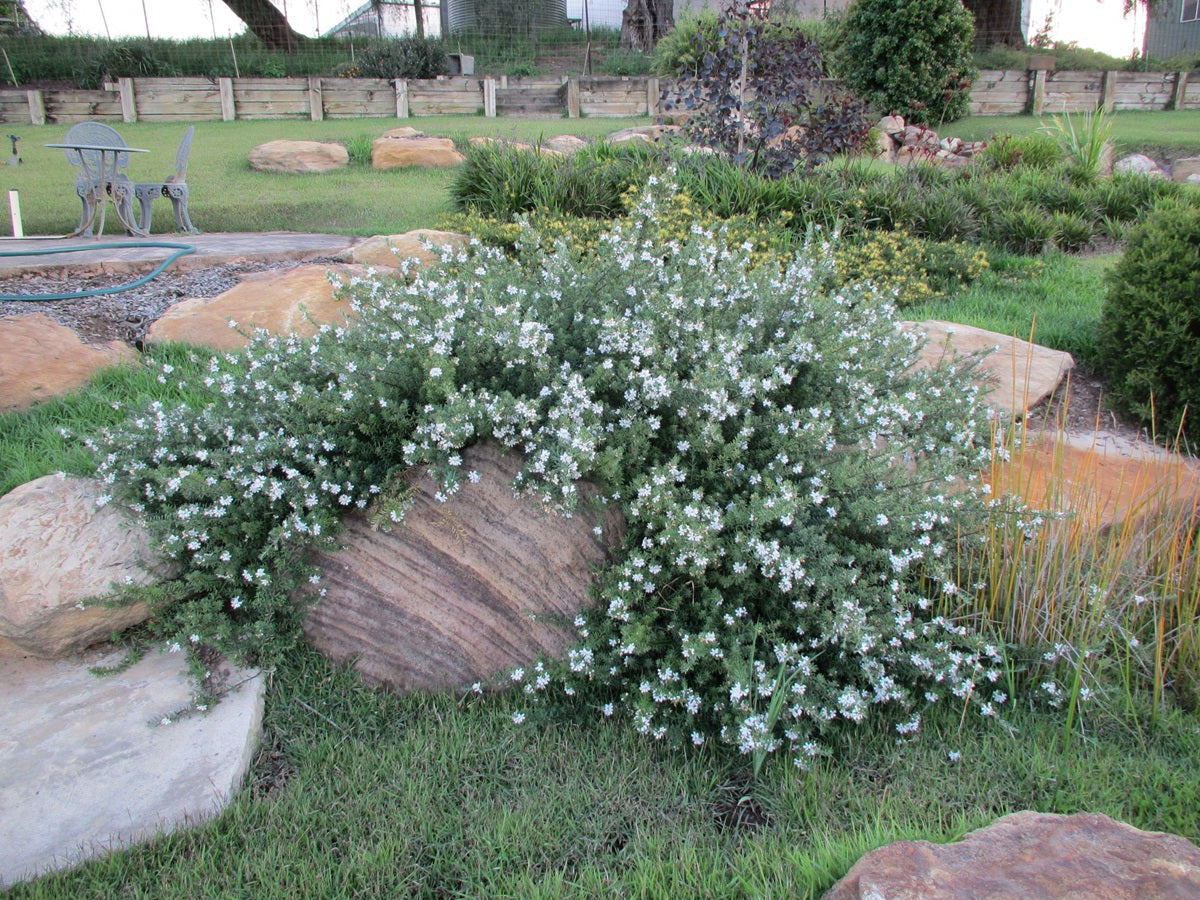 Westringia fruticosa - MUNDI™ - Coastal Rosemary 'WES05' PBR