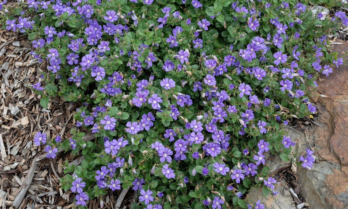 Convolvulus sabatius - STARRY MOON - Rock Bindweed 'IB 111-1' PBR