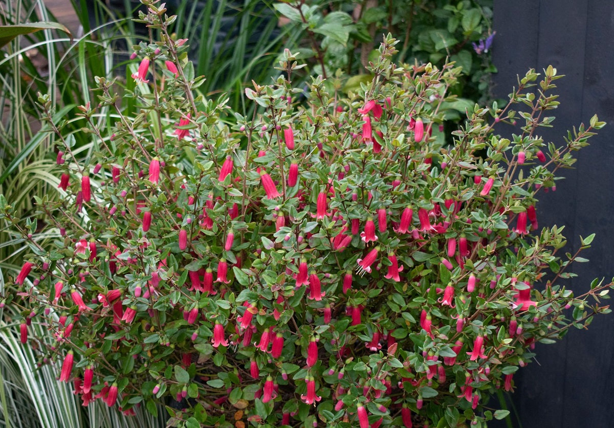 Correa pulchella - Perfect Pollinator® RED - Salmon Native Fuchsia 'IB 705-7' PBR