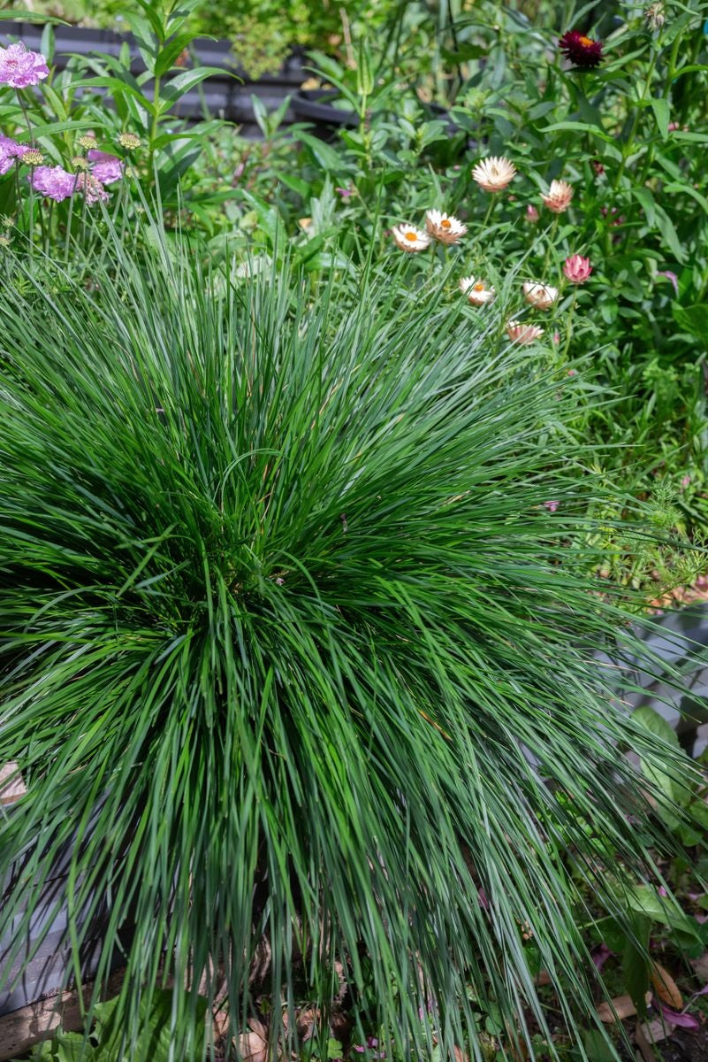 Deschampsia cespitosa - TOP KNOT EMERALD - Tussock Grass