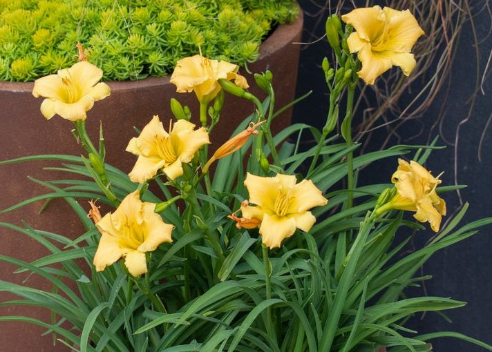 Hemerocallis - STELLA BELLA - Day Lily