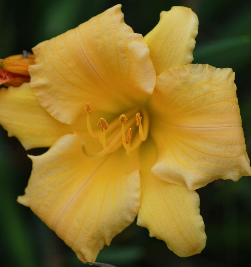 Hemerocallis - STELLA BELLA - Day Lily