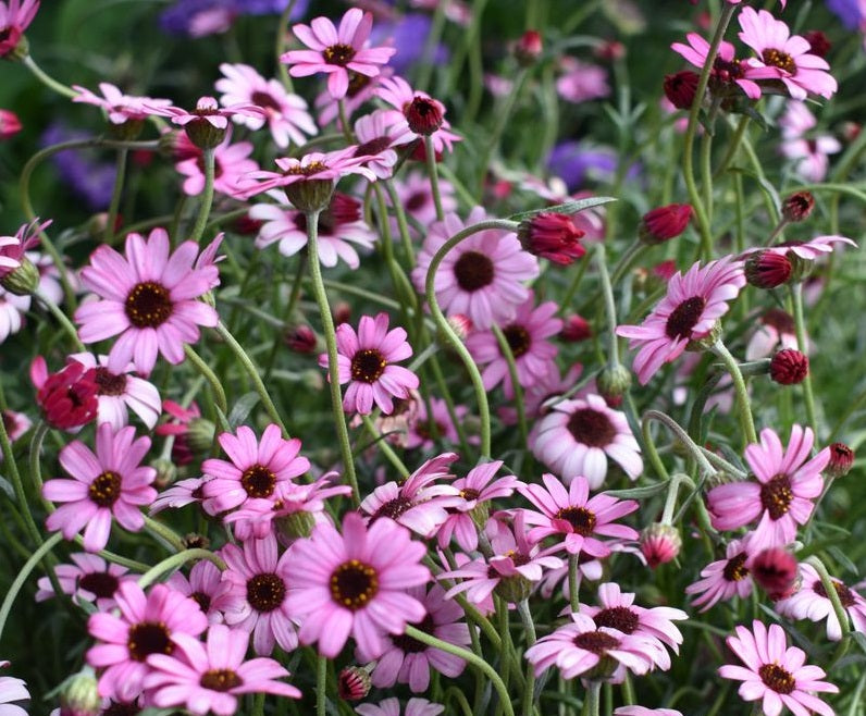 Rhodanthemum - AFRICAN EYES DARK PINK - Moroccan Daisy