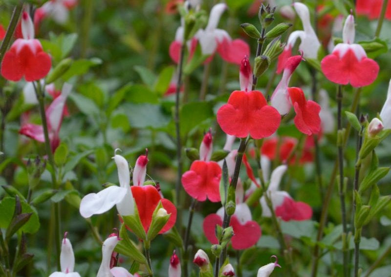 Salvia microphylla - HOT LIPS - Baby Sage
