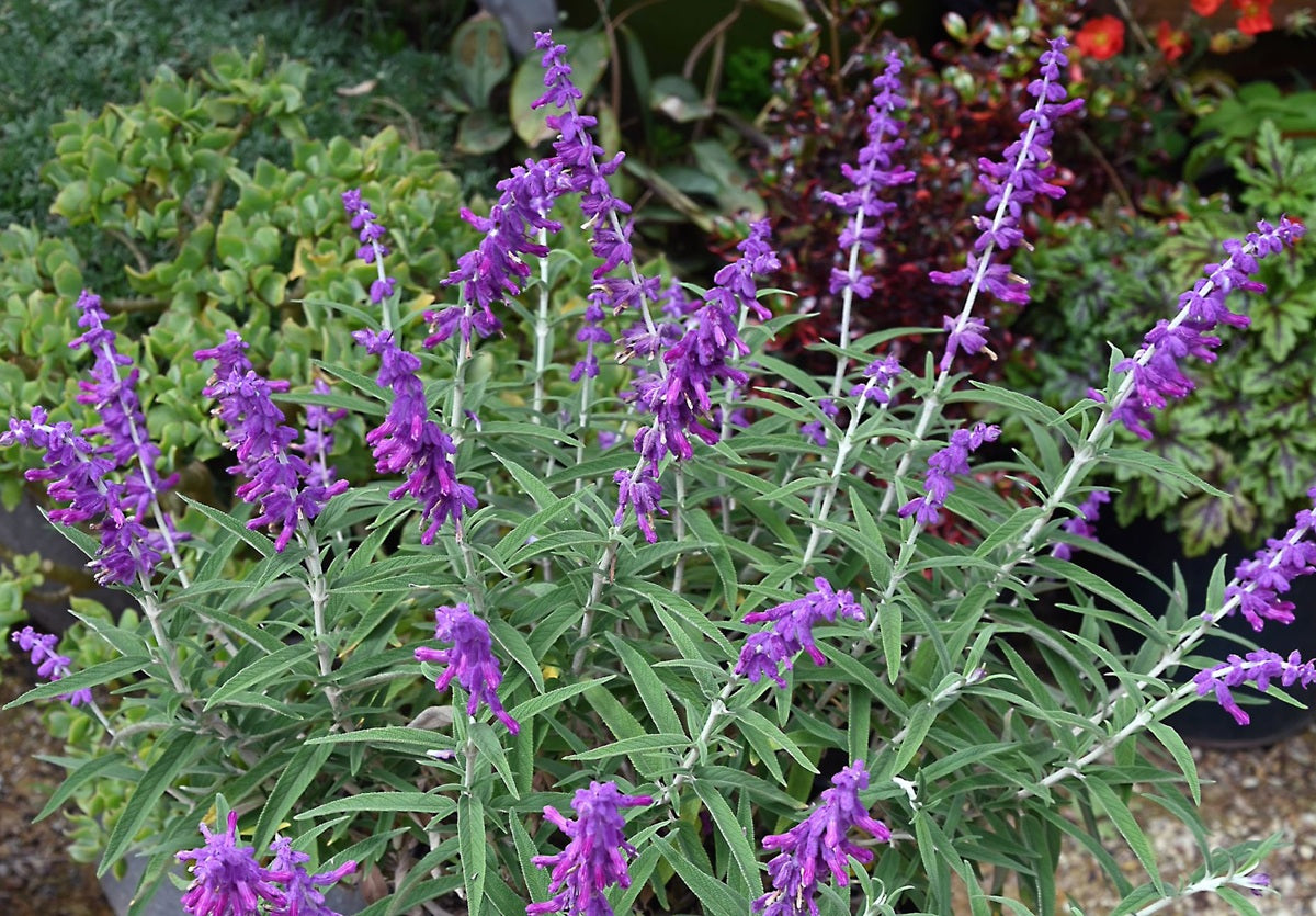 Salvia leucantha - RED HARRY - Mexican Bush Sage