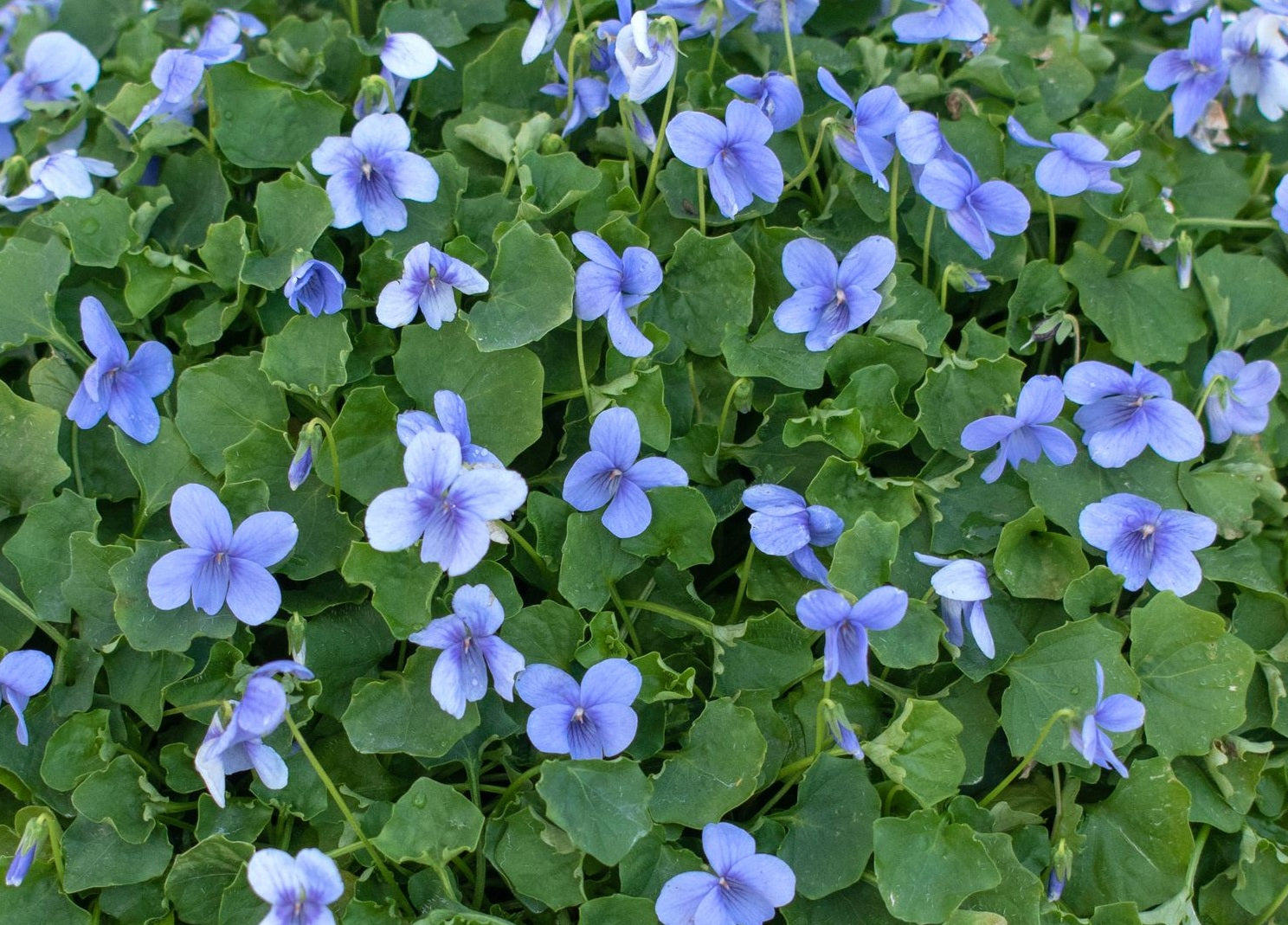 Viola hederacea - BABY BLUE - Native Violet