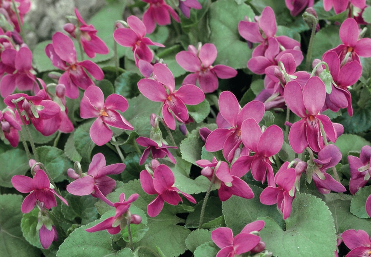 Viola cornuta - PINK PERFUME - Horned Violet