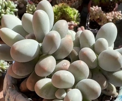 Pachyphytum - RICE BALLS