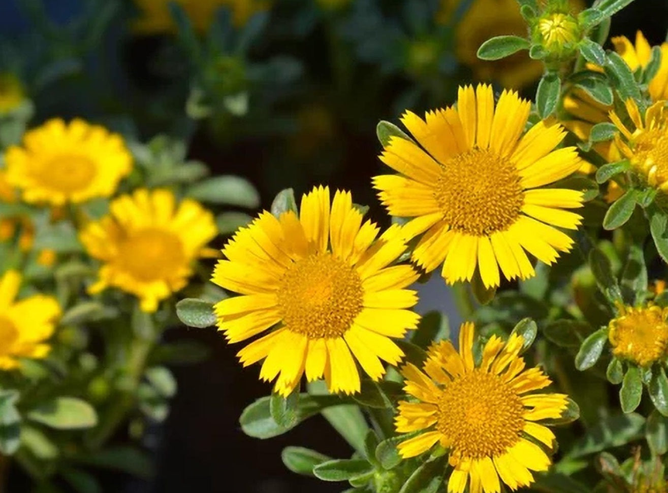 Pallenis maritima - Gold Coin