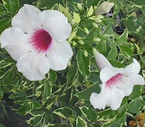 Pandorea jasminoides - CHARISMA - Variegated Bower of Beauty