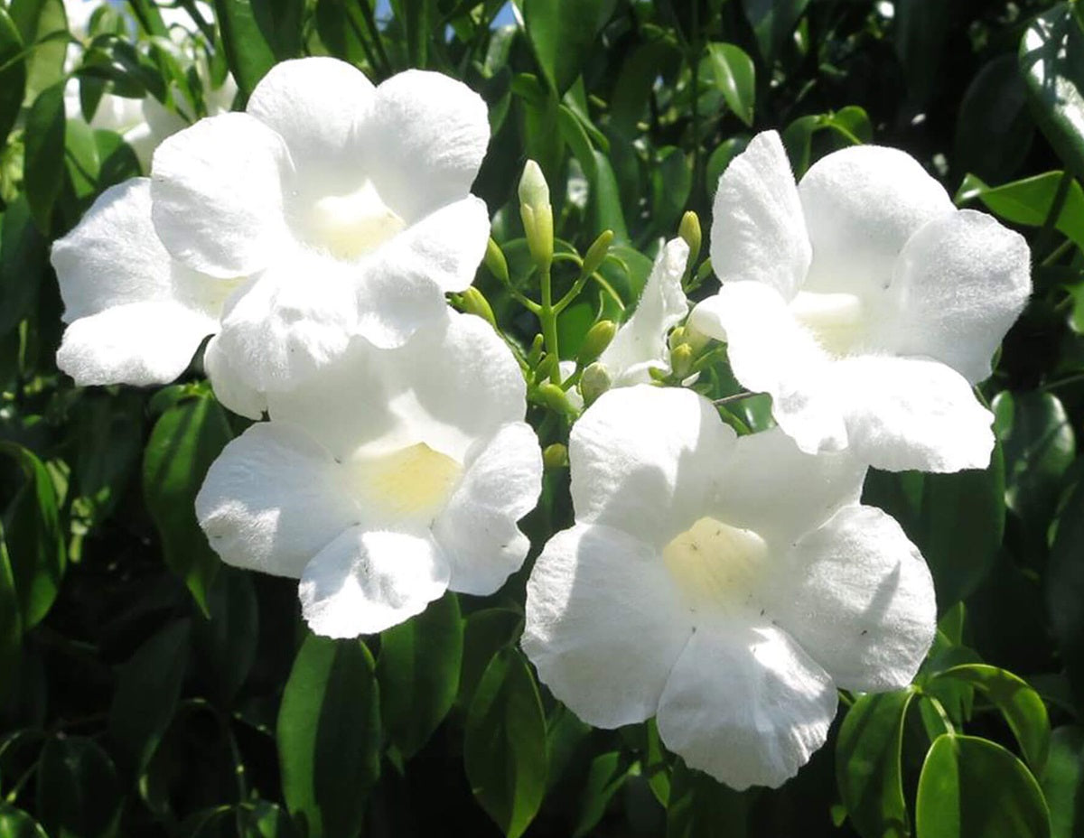 Pandorea jasminoides - LADY DI - Bower of Beauty
