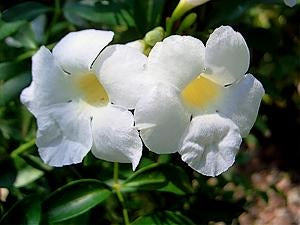 Pandorea jasminoides - LADY DI - Bower of Beauty