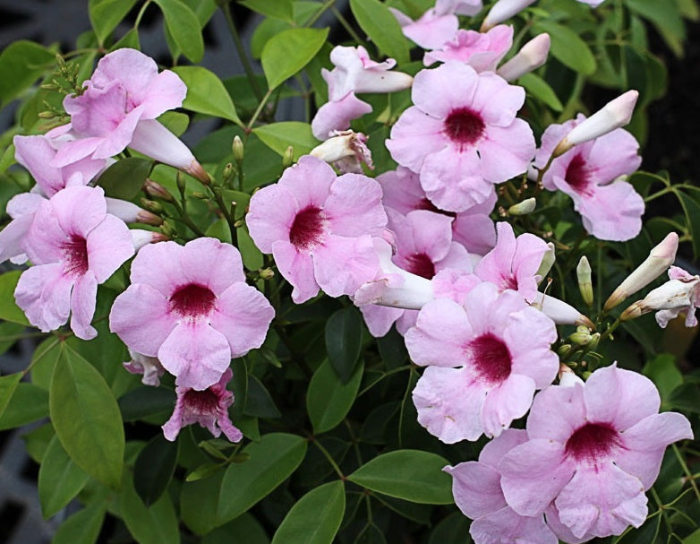 Pandorea jasminoides - PINK MAGIC - Bower of Beauty