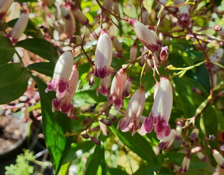 Pandorea pandorana - SPRINGBROOK BELLE - Wonga Wonga Vine
