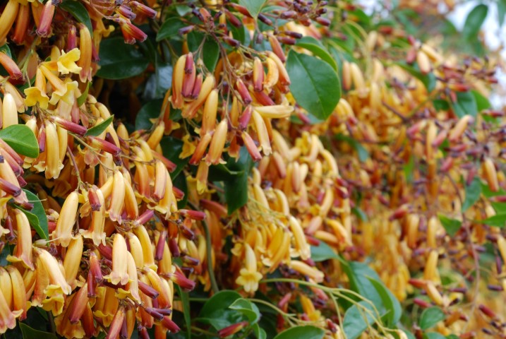 Pandorea pandorana - WONGA GOLD SUNRISE - Wonga Wonga Vine