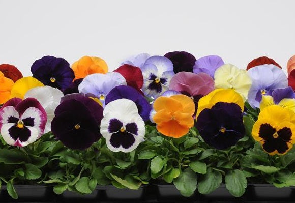 Pansy - Matrix™ MIX - Viola x wittrockiana