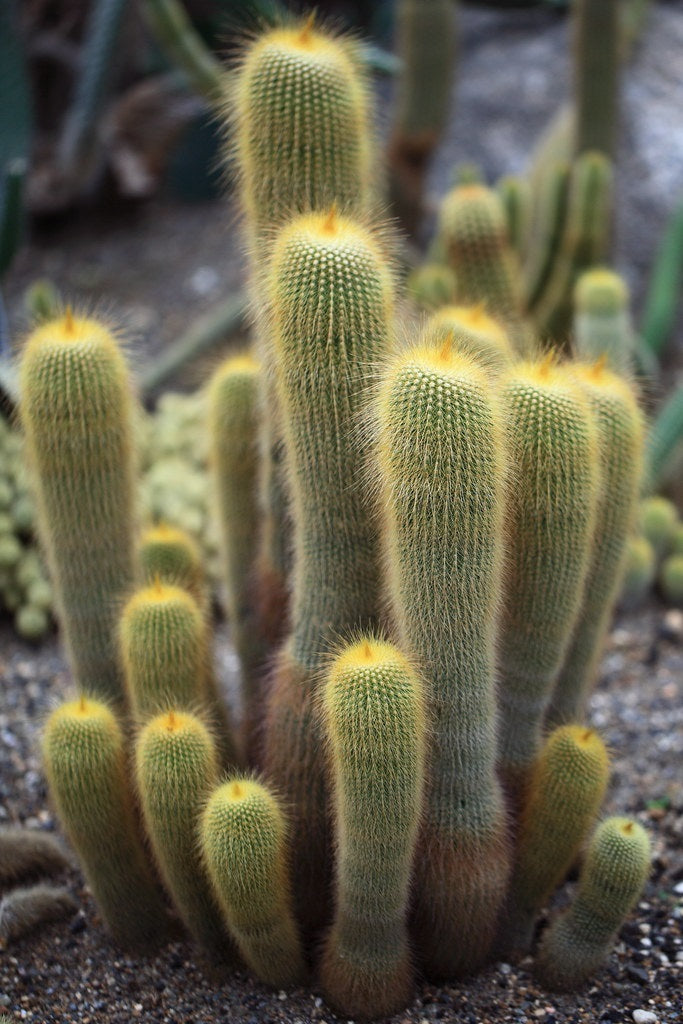 Parodia lenninghausii - Golden Ball Cactus