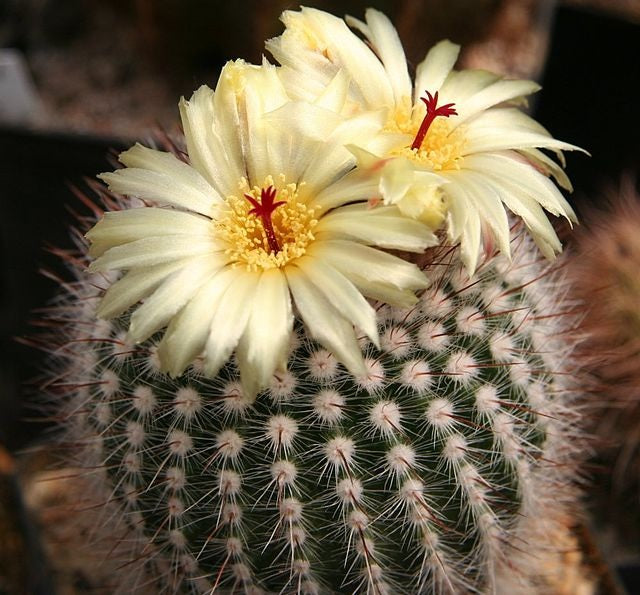 Parodia scopa - Silver Ball Cactus