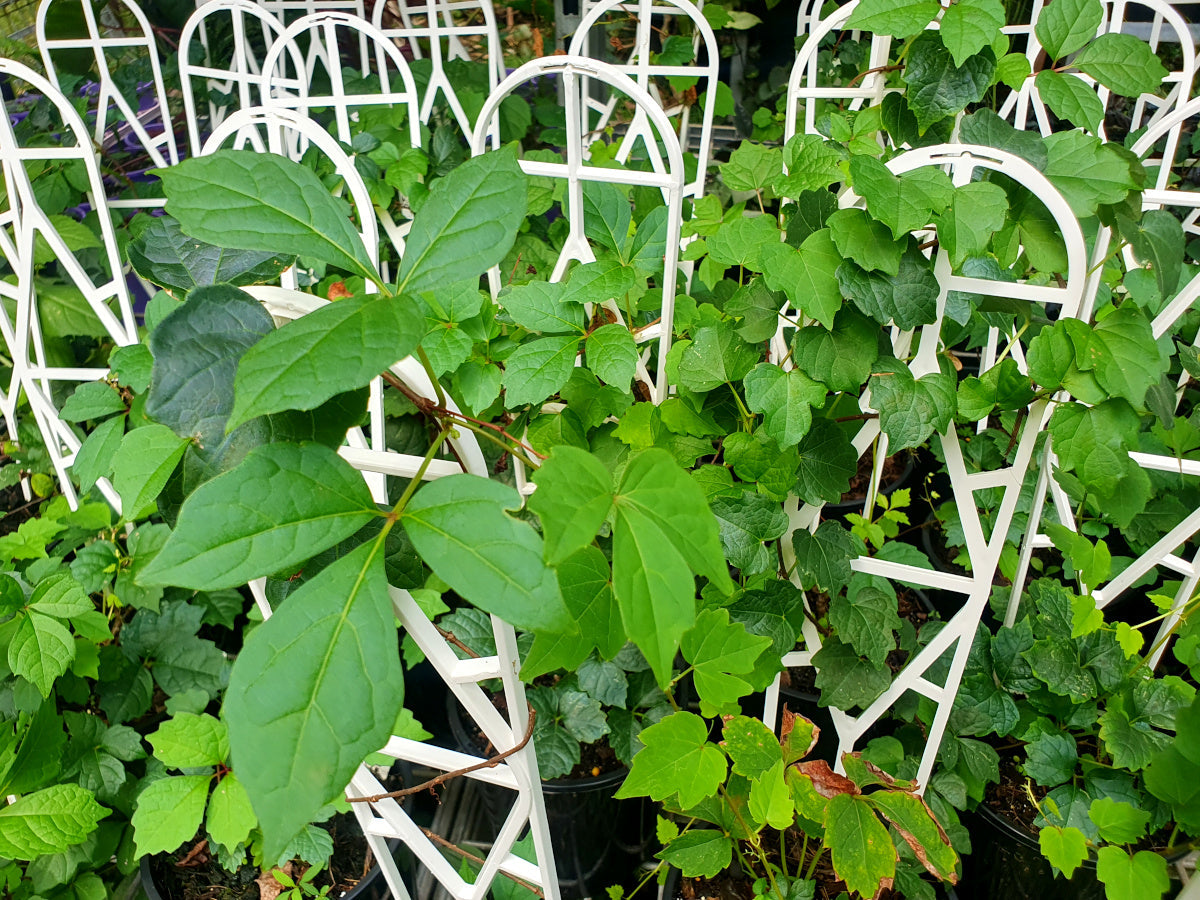 Parthenocissus tricuspidata - Boston Ivy