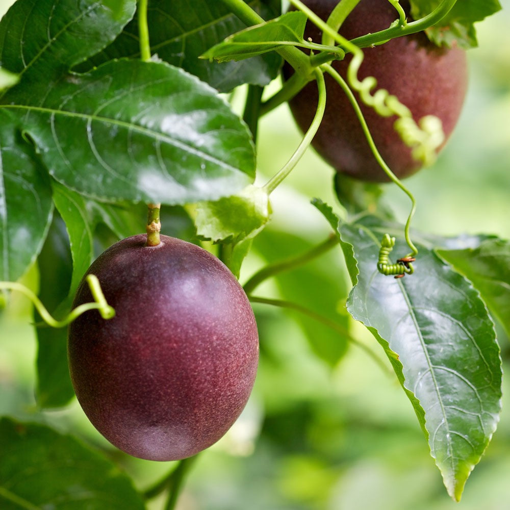 Passiflora edulis - BLACK NUGGET - Passionfruit
