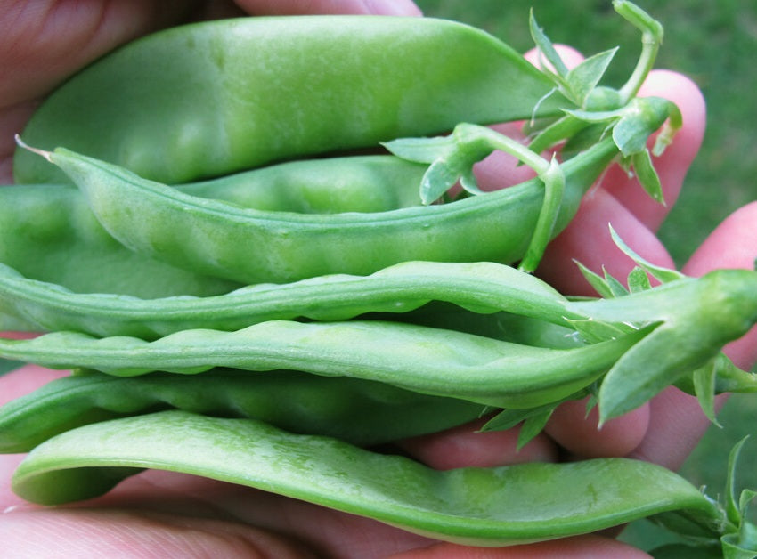 Snow Pea - Pisum sativum
