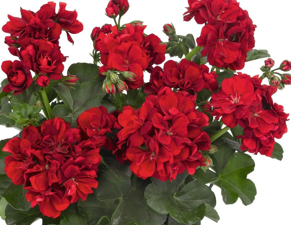 Pelargonium peltatum - Great Balls of Fire® - DARK RED - Ivy Geranium