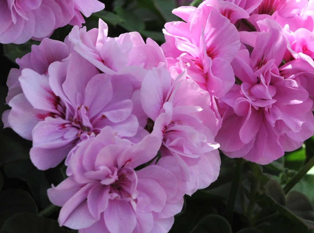 Pelargonium peltatum - Great Balls of Fire® LAVENDER - Ivy Geranium
