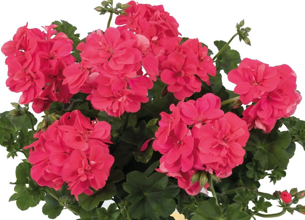 Pelargonium peltatum - Great Balls of Fire® MELON - Ivy Geranium