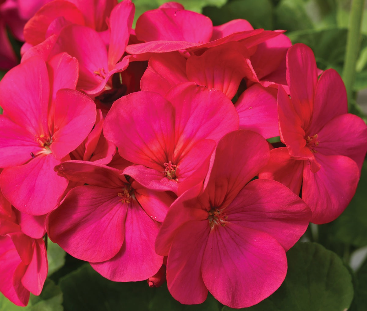 Pelargonium x hybridum - Maverick™ VIOLET - Garden Geranium