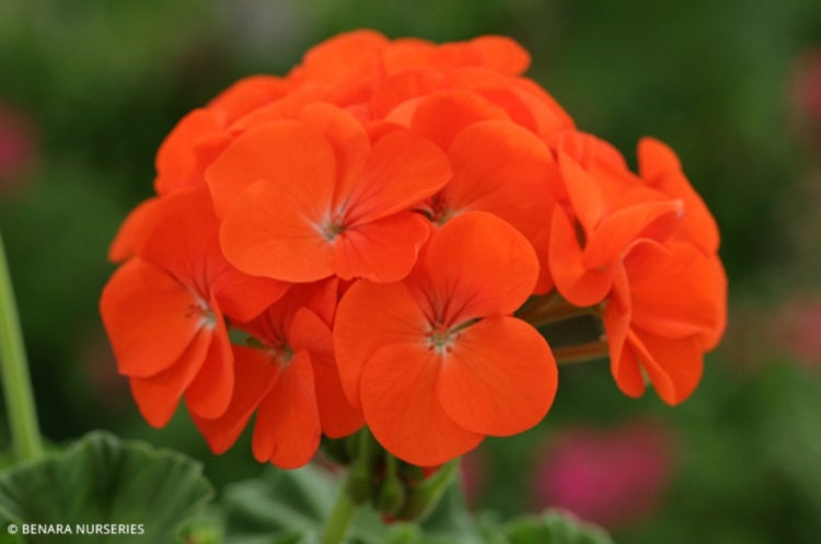 Pelargonium x hybridum - ORANGE - Garden Geranium